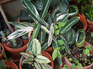 House plants, 13may2013