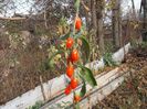 Goji din seminte,primul an