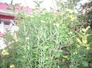 IMGP5612