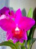 cattleya mov 2013.10.22 8