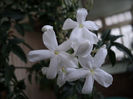 Jasmin