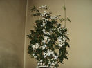 Jasmin - pierduta