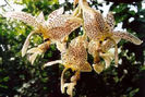 Stanhopea oculata indisponibila