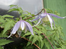 clematis alpina 2011pierduta