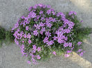 phlox subulata
