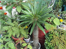 pachipodium palmier de Madagascar l-am pierdut