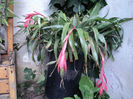 bilbergia