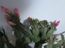IMG_0356