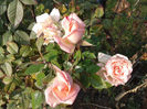 02.11.2013 MINI ROSA