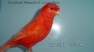 SAM_2934