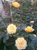 Photo2417
