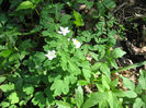 floarea pastelui alba