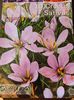 CROCUS SATIVUS