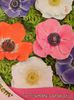 ANEMONE CORONARIA