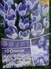 CROCUS KING OF STRIPED