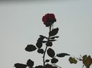DSCN7021