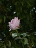 DSCN7038