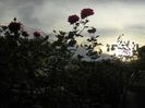 DSCN7093
