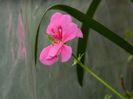 DSCN7123