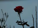 DSCN7135