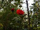 DSCN7139