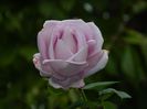 DSCN7155