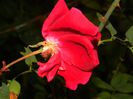 DSCN7163