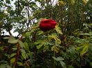 DSCN7167