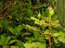 DSCN7172