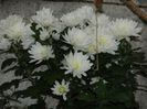 DSCN7237
