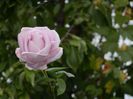 DSCN7238