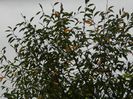DSCN7242