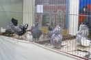 HANNOVER 2013 (7)
