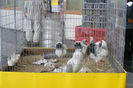 HANNOVER 2013 (25)