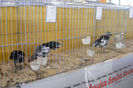 HANNOVER 2013 (80)