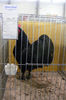 HANNOVER 2013 (90)