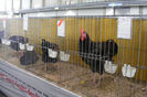 HANNOVER 2013 (93)