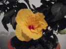 DSCF1460