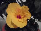 DSCF1461