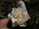 DSCF4835