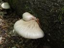 DSCF4934