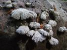 DSCF4937