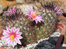 Mammillaria blossfeldiana