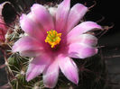 Mammillaria grahamii