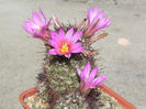 Bartschela schumannii