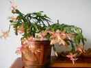 DSCN6827_006