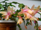 DSCN6828_007