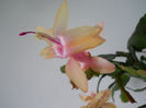 DSCN6831_010