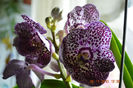 Vanda 3-dark spotty