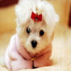 avatare_animale_1683